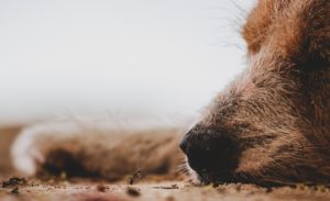 Schlafender Hund mit Ameise Hundeschule Fellnase