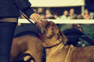 Hund frisst leckerchen aus hand Hundeschule Fellnase
