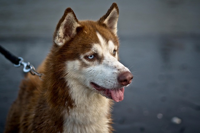 husky an halsband angeleint Hundeschule Fellnase