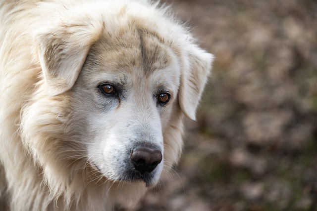 weisser maremmano abruzzese Hundeschule Fellnase