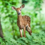 reh im wald Hundeschule Fellnase
