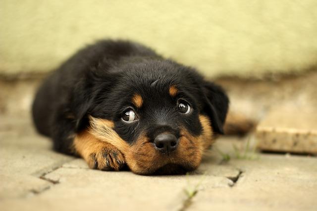 rottweiler welpe liegt auf boden Hundeschule Fellnase
