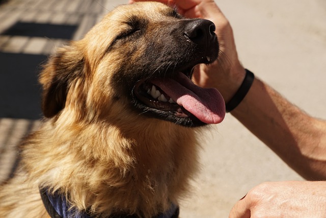 breathing dog Hundeschule Fellnase