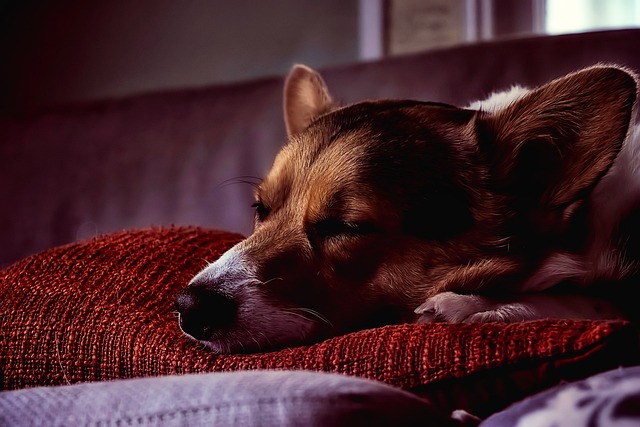 sleeping dog Hundeschule Fellnase