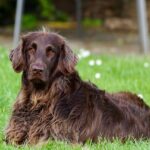 Rally Obedience ist für jede Hunderasse geeignet.