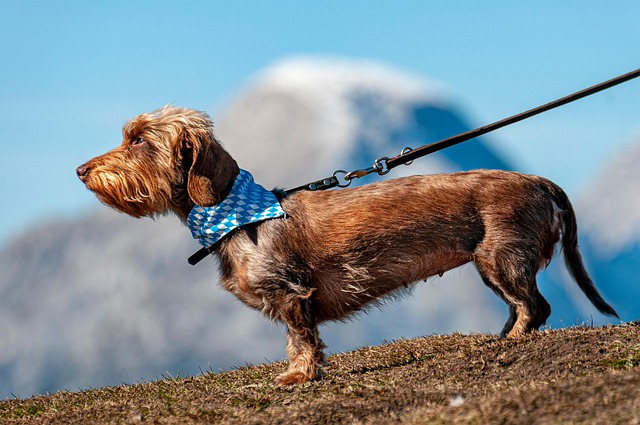dackel Hundeschule Fellnase