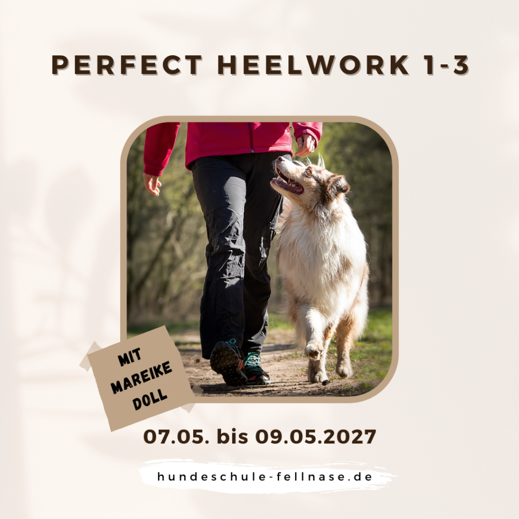 Das Produktbild für Perfect Heelwork zeigt: Ein Hund Mensch Team, dass harmonisch nebeneinander Fuß läuft.