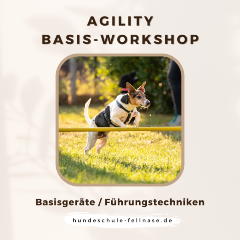 Produktbild zu Agility Basis-Workshop