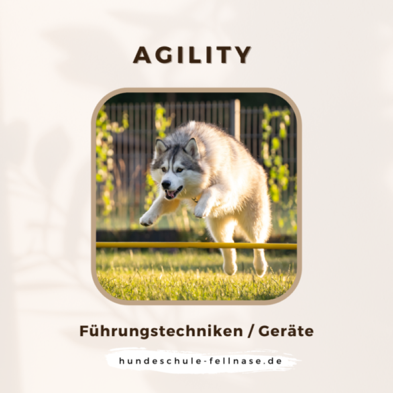 Agility_2024_Profis