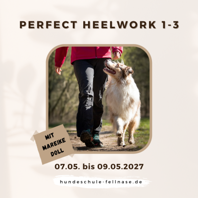 Das Produktbild für Perfect Heelwork zeigt: Ein Hund Mensch Team, dass harmonisch nebeneinander Fuß läuft.