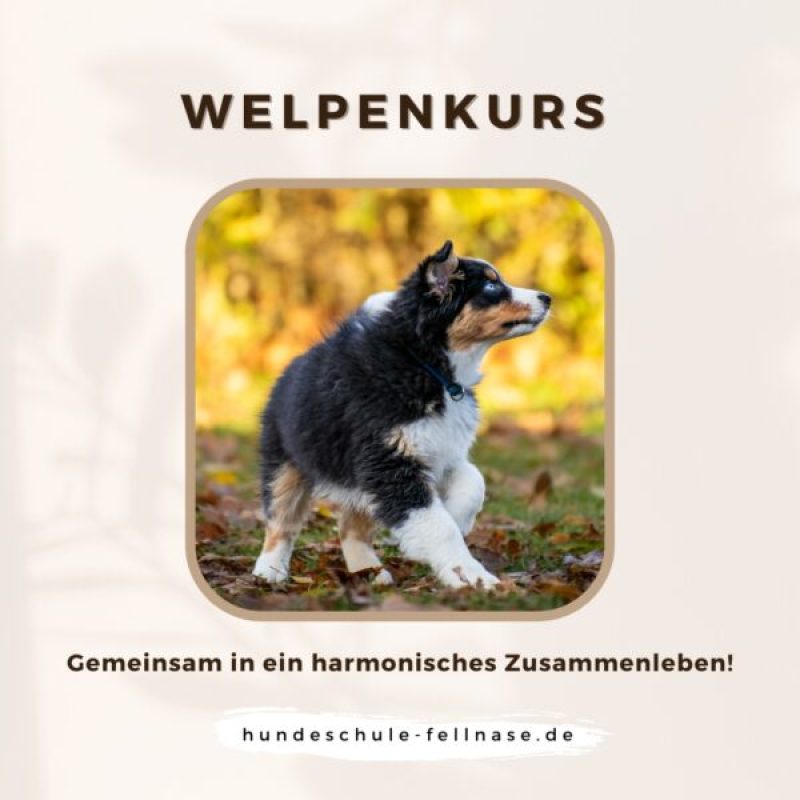 Produktbild für Welpenkurs